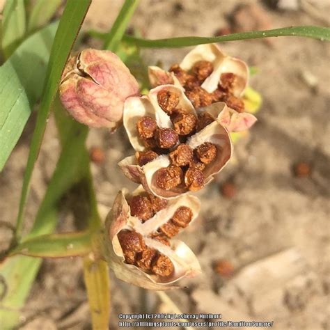 freesia seeds.